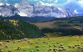 Sheep Last Dollar Road Colorado Usa Mountains Wallpaper