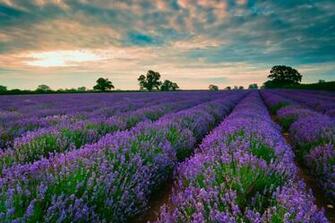 Fields Wallpaper Nature HD Desktop