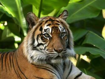 Funny Wallpaper HD Cute Tiger Background