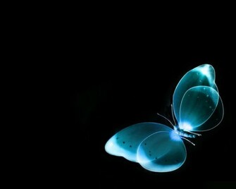 Wallpaper Blue Light Butterfly On Black Background