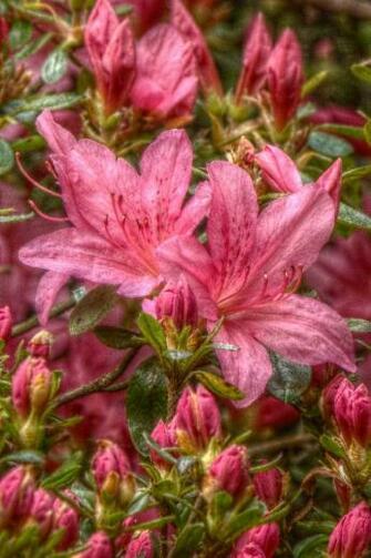 Smartphone Wallpaper Flowers Goosebumps