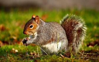 Animal Wallpaper HD Animals Collection