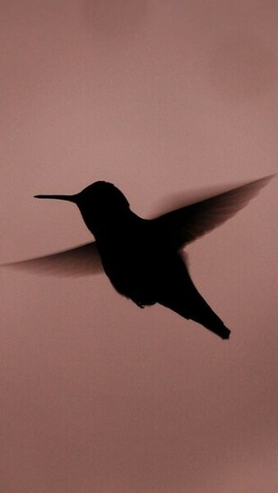 Bird Silhouette iPhone Wallpaper Background And