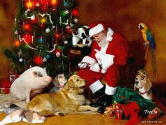 Pit Bull Chat
