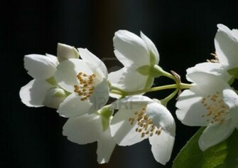 Jasmine Flower HD Wallpaper 2u