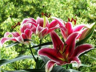 Stargazer Lily Wallpaper
