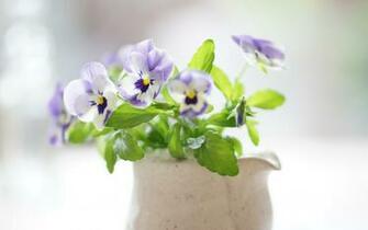 Collection Great Pictures Pure High Definition HD You Can