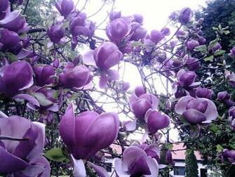 Lilac Magnolia Art Photo Beautiful Flowers Tree