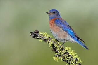 Funny Image Collection Blue Bird Wallpaper