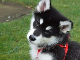 Alaskan Malamute Puppies Wallpaper HD Saveourpuppy