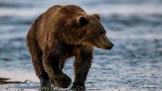 Brown Bear Wallpaper HD