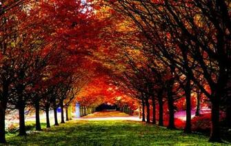 HD Wallpaper Nature Fall 4k Ultra