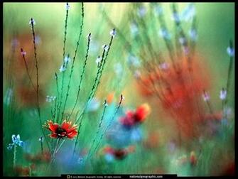 Of The Day Picture Photography Wallpaper National Geographic