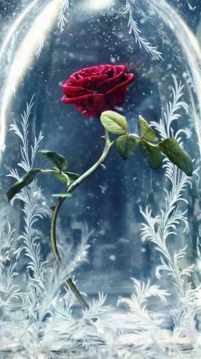 Wallpaper Beauty And The Beast Glass Rose Best Movies
