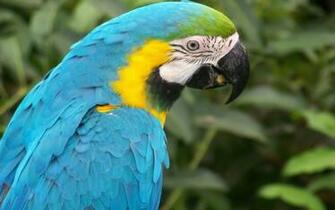 Macaw Parrots Wallpaper