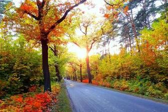 Autumn Road Trees Landscape Wallpaper Background