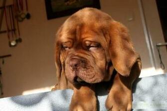 Dogue De Bordeaux Big Dog Image Wallpaper Car Pictures