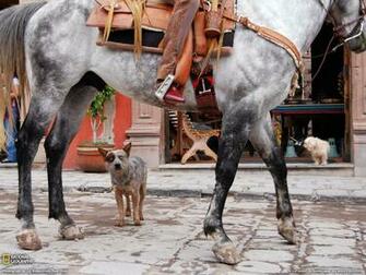 Photo Australian Cattle Dogs Animals