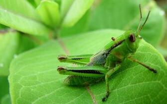 Insects HD Wallpaper Insect
