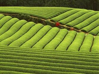 Nature Wallpaper Tea Plantation
