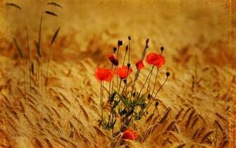 Wallpaper Poppies In Einem Weizenfeld 3d F R Desktop