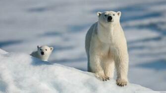Polar Bear And Baby Wallpaper