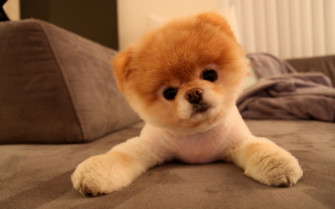 Cute Dog Wallpaper On