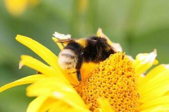 Honey Bee Pictures Image