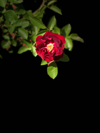Top Rose iPhone Wallpaper Full HD 4k To Use