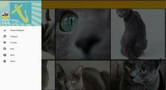 Korat Cat Wallpaper For Android Apk