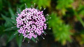 Wallpaper Violet Phuopsis Stylosa Background