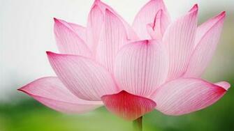 Lotus Wallpaper Best