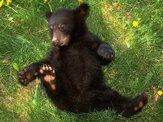 Black Bear Wallpaper