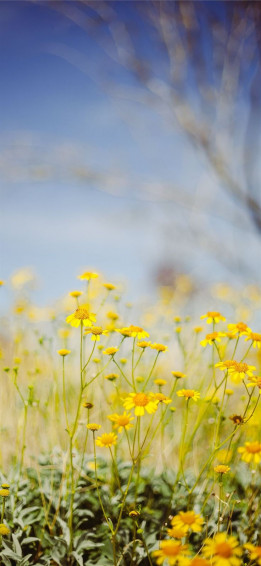 Yellow Flower Field Under Blue Sky During Daytime iPhone