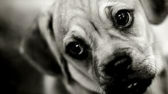 Puppy Dog Face Sad Sight Wallpaper Background Full HD