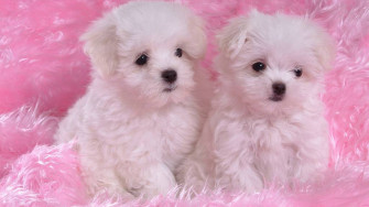 Cute Puppies Desktop Wallpaper