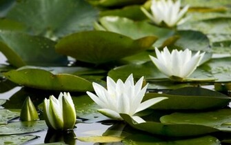 White Water Lily High Quality And Resolution Wallpaper