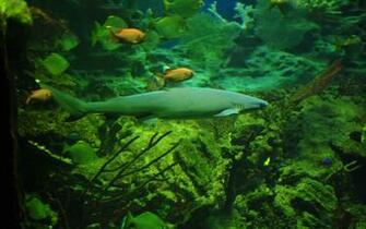 Desktop Wallpaper Picture X The Oceanarium