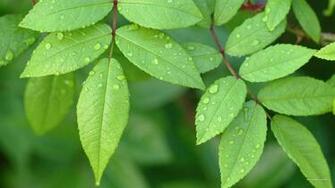 Desktop Background Wallpaper Leaves Little Green Tree