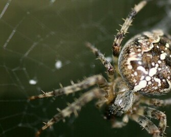 Spider Wallpaper Large Myspace Background