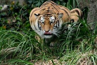 Jungle Animals Desktop Wallpaper