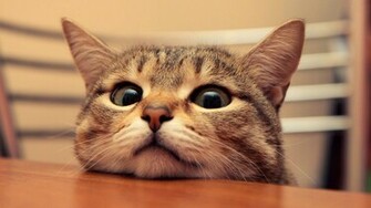 Cute Wallpaper Cat