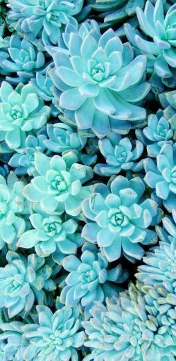 Succulents Background Plants In Wallpaper
