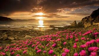 Flowers On The Beach