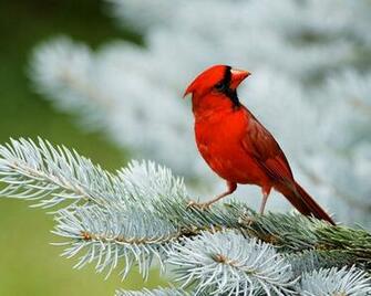 HD Wallpaper Cardinal Bird X Kb Jpeg