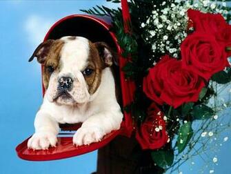 Cute Christmas Puppies And Dogs Christian Wallpaper