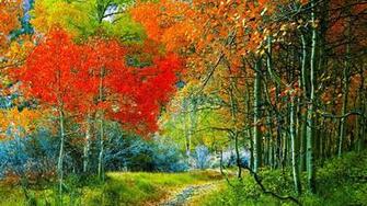 Forest Flower Wallpaper Beautiful Sunset Black And