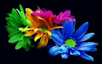 Colorful Flowers Wallpaper HD Net