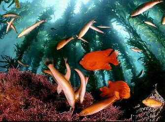 Beautiful Sea Creatures Wallpaper Sa