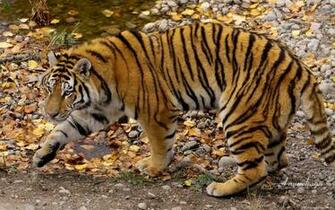 Tiger And Dragon Wallpaper For